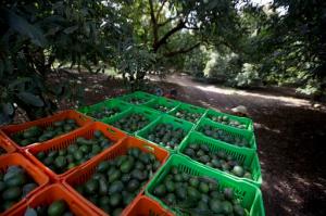 FILE - In this Jan. 16, 2014, file photo, avocado boxes are collected an avocado orchard in Michoacan, Mexico. Authorities in Mexico said on Monday, Oct. 31, 2016, that deforestation caused by the expansion of avocado orchards is much higher than previously thought. (AP Photo/Eduardo Verdugo, File)