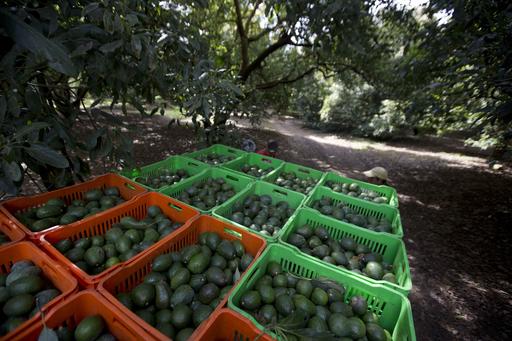 Deforestation for avocados much higher than&nbsp;thought