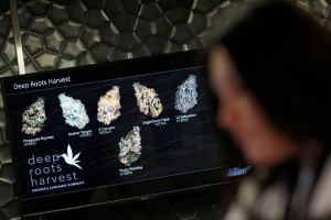 In this, Oct. 27, 2016, photo, a monitor displays different types of marijuana for sale at Blum in Las Vegas. Las Vegas could soon add recreational marijuana to its list of vices if Nevada approves a Nov. 8 referendum on cannabis. Supporters see pot as a fitting alternative for tourists tired of $15 cocktails and hangovers. But weed proponents will have to win over closely divided voters and a risk-averse gambling industry. (AP Photo/John Locher)