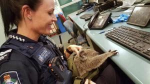 In this photo provided on Nov. 7, 2016, by the Queensland Police, Senior Constable Rio Law holds a koala at the Upper Mount Gravatt Police station in Brisbane, Australia, after it was found in a bag carried by a woman who was being arrested. Police said that when they asked the 50-year-old woman if she had anything to declare Sunday, Nov. 6 night, she handed over a zipped canvas bag that she said contained a baby koala. (Queensland Police via AP)
