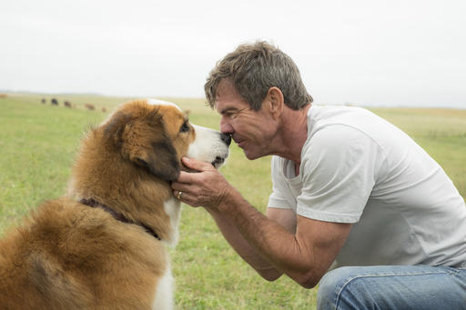 Animal treatment questions cancel ‘A Dog’s Purpose’&nbsp;premiere