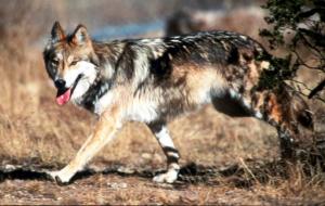 FILE - In this undated file photo provided by the U.S. Fish and Wildlife Service, a Mexican gray wolf leaves cover at the Sevilleta National Wildlife Refuge, Socorro County, N.M. The Interior Department will ask a Denver-based court on Wednesday, Jan. 18, 2017, to overturn a preliminary injunction that bars the department from releasing more Mexican gray wolves into the wild in New Mexico without that state's approval. (Jim Clark/U.S. Fish and Wildlife Service via AP, File)