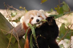 In this Oct. 4, 2016 photo provided by the Virginia Zoo, Sunny, a Red Panda, appears in her habitat at the Virginia Zoo in Norfolk, Va. Zoo spokeswoman Ashley Grove Mars said Sunny, was in her habitat on the evening of Monday, Jan. 23, 2017, but could not be found Tuesday morning. (Virginia Zoo via AP)