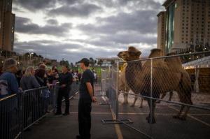 Camels are viewed by attendees of the "animal open house" before the Ringling Bros And Barnum & Bailey Circus at Amalie Arena in Tampa, Fla., on Wednesday, Jan. 25, 2017. The circus has announced it will be shutting down in 2017 after more than a hundred years in operation. (Loren Elliott/The Tampa Bay Times via AP)