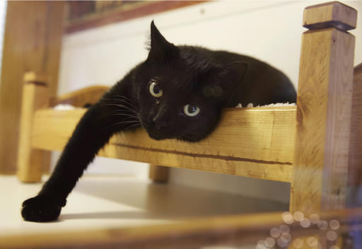 To declaw cats or not? New Jersey could be first with&nbsp;ban