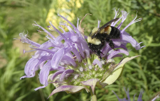 Trump administration delays listing bumblebee as&nbsp;endangered