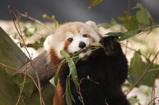 No sign of Sunny: Virginia Zoo still searching for red&nbsp;panda