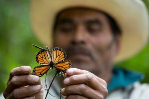 FILE - In this Nov. 12, 2015 file photo, a guide holds up a damaged and dying butterfly at the monarch butterfly reserve in Piedra Herrada, Mexico. The number of monarch butterflies wintering in Mexico dropped by 27 percent this year, reversing last year’s recovery from historically low numbers, according to a study by government and independent experts released Thursday, Feb. 9, 2017. (AP Photo/Rebecca Blackwell, File)