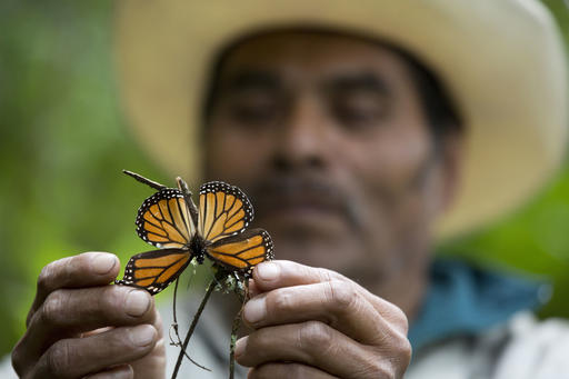 Monarch butterfly numbers drop by 27 percent in&nbsp;Mexico