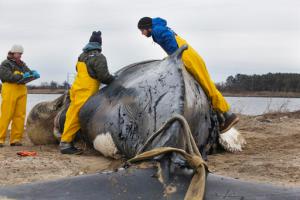 Alex Costidis, right, coordinator with the Virginia Aquarium's Stranding Response team, and Kristy Phillips, necropsy manager, center, measure the length of a cut on a juvenile humpback whale before performing a necropsy at Craney Island in Portsmouth, Va., on Friday morning, Feb. 3, 2017. The whale appeared to have been struck by a large propeller, and found dead near the Hampton Road Bridge-Tunnel. On the left is Jennifer Keen, a volunteer, recording the findings. (The' N. Pham/The Virginian-Pilot via AP)