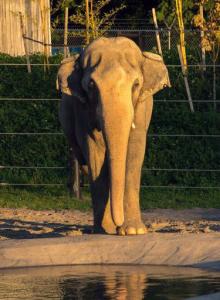 This undated photo provided by the Oregon Zoo shows Packy, the Asian elephant at the Oregon Zoo in Portland, Oreg. Packy who drew international attention when he was born, including an 11-page spread in Life magazine, died Thursday, Feb. 9, at the Oregon Zoo. He was 54. (Michael Durham/Oregon Zoo via AP)