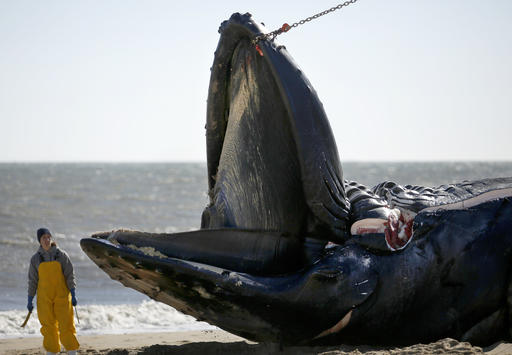 Perfect storm behind dead whales washing up in Hampton&nbsp;Roads