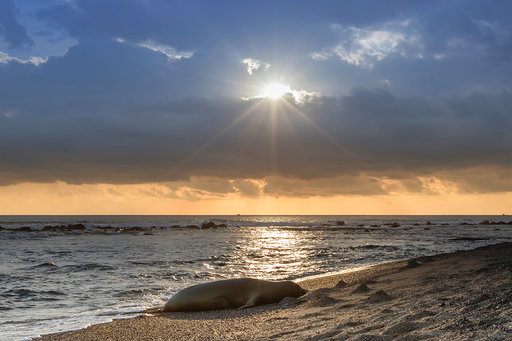 Rare monk seal dies in fish farm off&nbsp;Hawaii
