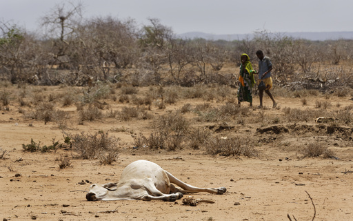 Desperate herders lose animals, hope amid drought in&nbsp;Kenya