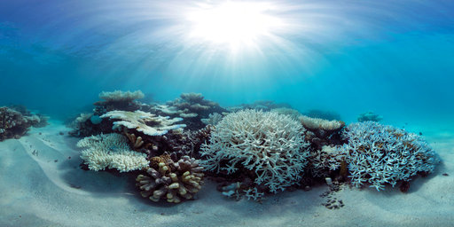 Scientists race to prevent wipeout of world’s coral&nbsp;reefs