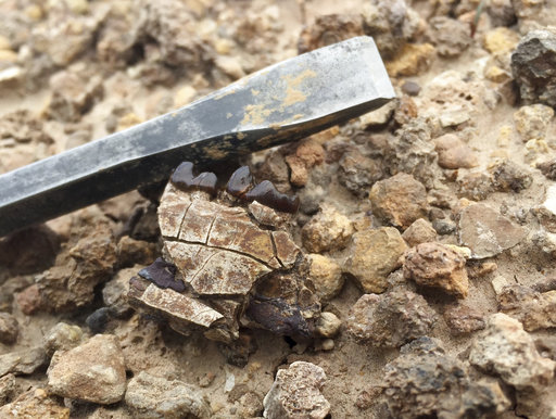 Watch out: Mammals shrink when Earth heats up, study&nbsp;says