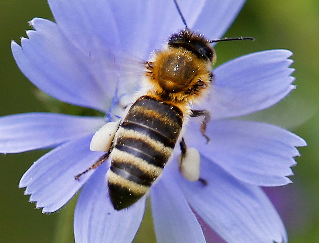 Insects In Germany Where’s the buzz? German study finds dramatic insect decline – Spartan Echo