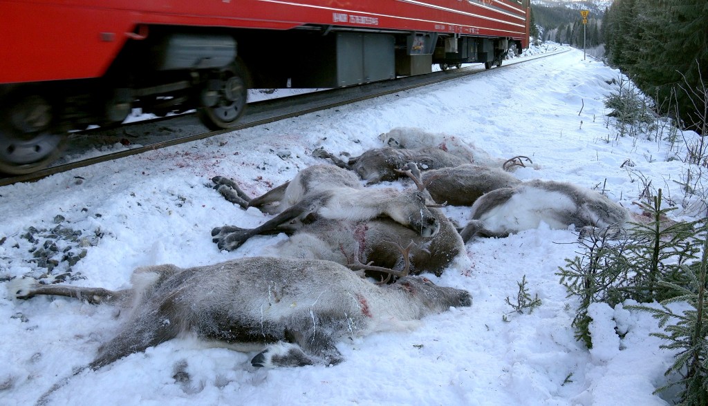 106 Norwegian reindeer killed by freight trains in 3&nbsp;days