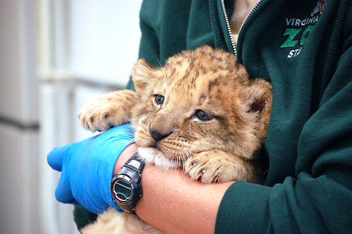 Zoo has a new lion&nbsp;cub